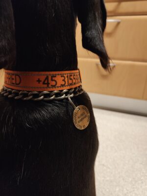hundehalsbånd 45-70 cm - Image 3